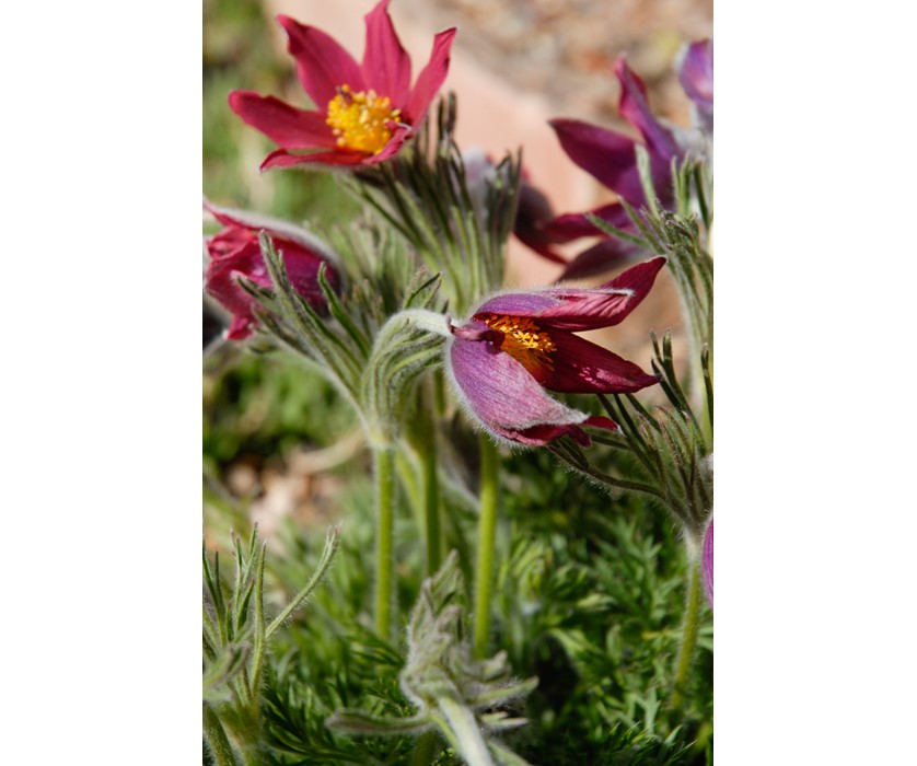 European Pasque Flower